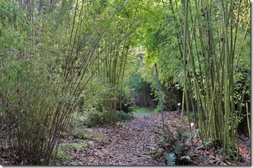 101130_bamboosourcery_clumping_garden