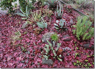 101218_driveway-succulent-bed-before