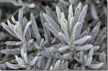 101216_lavender-with-frost