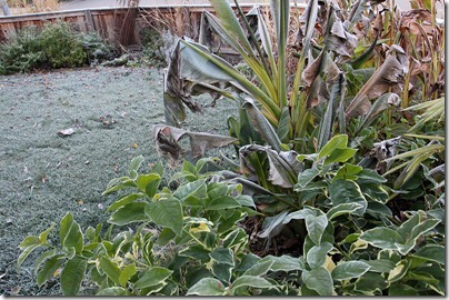 110110_frost_front_yard
