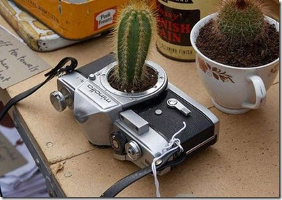 cactus_cam1