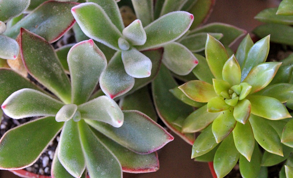 [110120_sedum_nussbaumerianum+echeveria_pulvinata2[14].jpg]