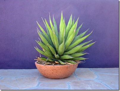 071218_agave_in_bowl