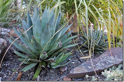 110216_agave_blue_glow_vict