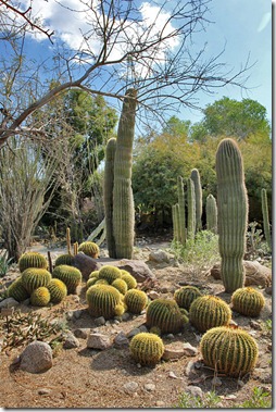 110223_living_desert_cactus_garden