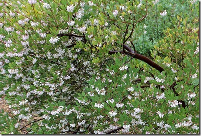 Arctostaphylos-densiflora-Howard-McMinn-