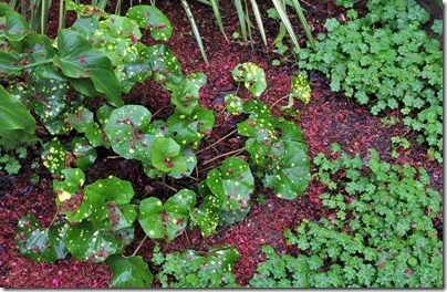 Farfugium-aureomaculatum-with-Taiwan-cherry-leaves