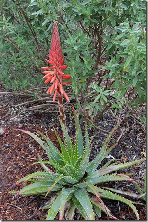 Aloe-x-spinosissima_08