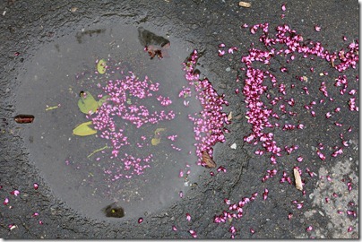 110320_redbud_blossoms_in_puddle