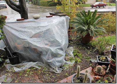 110320_rain_cactus_table