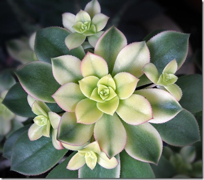 110323_Aeonium-kiwi_03