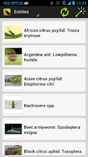 Citrus Pests Key(圖2)-速報App