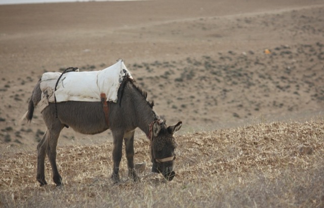 [donkey3.jpg]