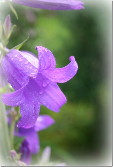 regndag1 regndag1