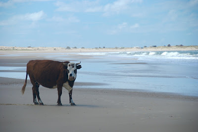 cow beach cabo polonio uruguay