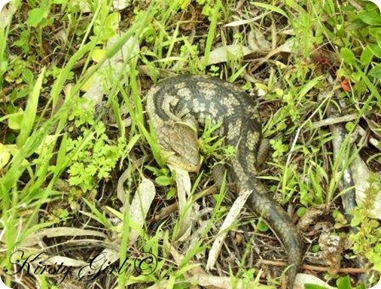 Lizard #3 Lizard #3