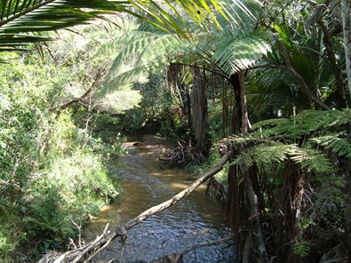 Creek, Whangaparapara Road