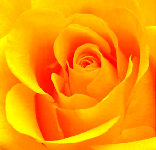 [single_yellow_rose[31].jpg]