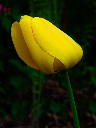 DSCF2390_tulip[1]