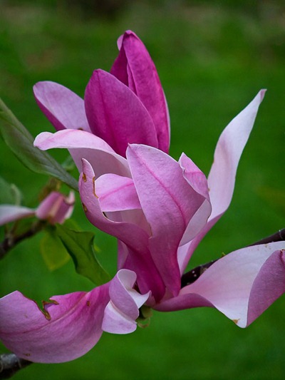DSCF2431_magnolia[1]