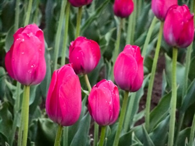 DSCF2460_tulips[1]