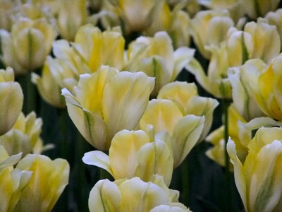 DSCF2462_tulips[1]