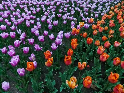 DSCF2482_tulips[1]
