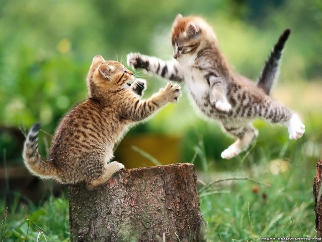 [cat-fight-wallpaper[3].jpg]