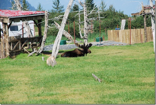 08-10-09 AK Wildlife Center 014