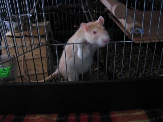 IMG_6921.JPG