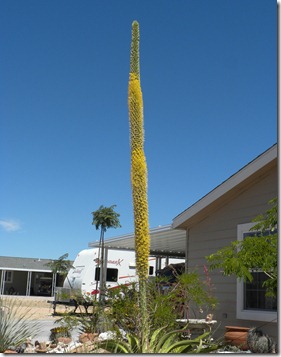 Blooming Agave