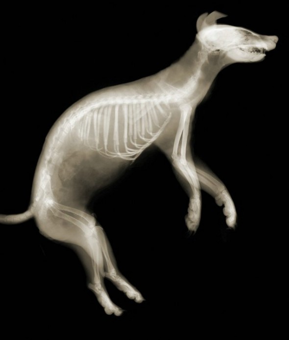 veasey also makes custom per order x ray images for