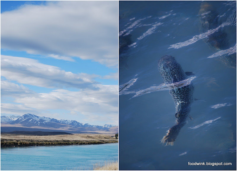 foodwink New Zealand (7/12) Mount Cook Salmon Farm