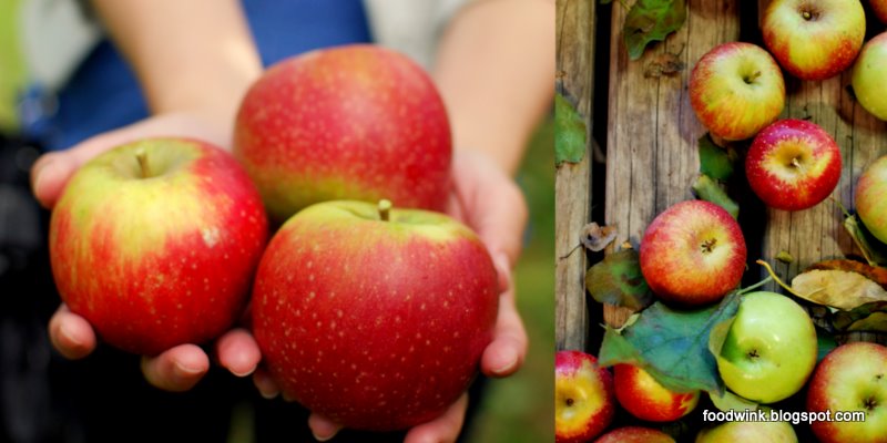 hawkesbury farm gate trail apples bilpin shields orchard