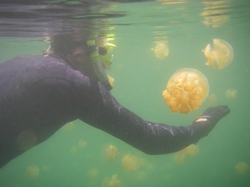 jellyfish-lake (16)