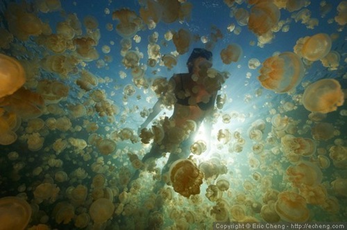 jellyfish-lake (10)