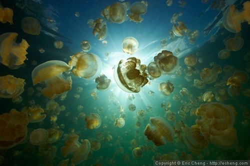jellyfish-lake (11)