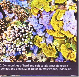 june 10 hard & soft coral, sponges & algae- lilac, gold yellow & white