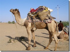 CamelLoaded