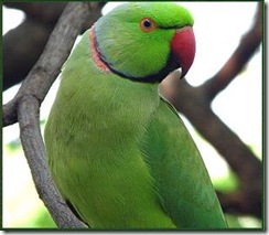 indian-parrot