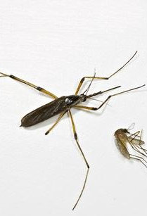 malaria free mosquitoes