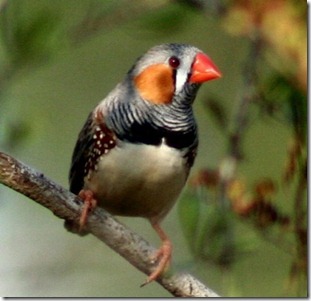 Pássaro mandarim, alvo do estudo sobre genética sexual.