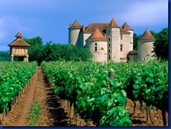 vineyard_cahors_lot_valley
