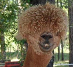 llama llama