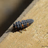 Seven-spotted Ladybug Larva