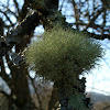 fruticose lichen