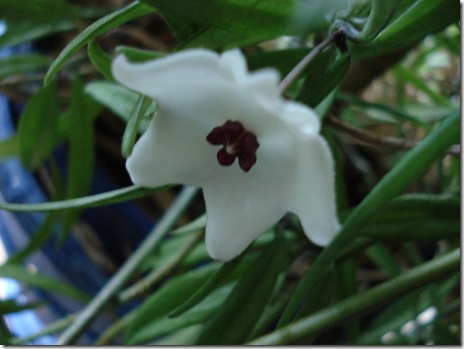H. pauciflora