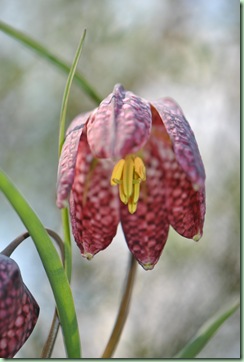 fritillaria meleagris