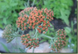 achillea millefoøium terracotta