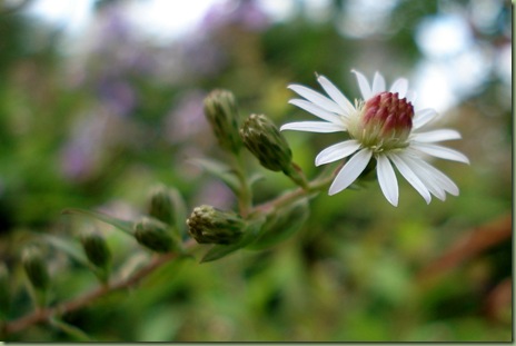 Aster lateriflorus ‘Lady in Black’